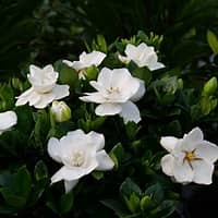 Steady as She Goes Gardenia ® PW : 1 Gallon