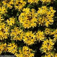 Rock 'N Round® 'Bright Idea' Sedum : 1 Gallon