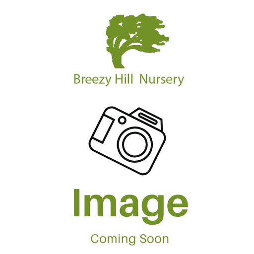 Bergmans Snowflake Hemlock : 8 Foot