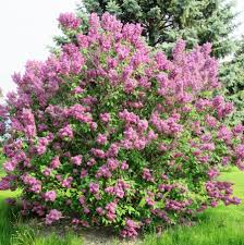 Burgundy Queen Lilac : 5 Foot
