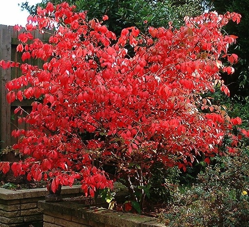 Red Lantern Euonymus : 60 Inch