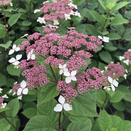 [Invincibelle Lace Hydrangea : 3 Gallon] Invincibelle Lace ® Hydrangea : 3 Gallon