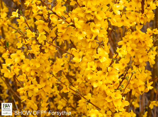 [Show Off Forsythia : 5 Gallon] Show Off Forsythia ® : 5 Gallon