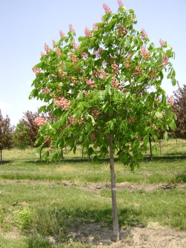 Fort McNair Horsechestnut : 3.5 Inch