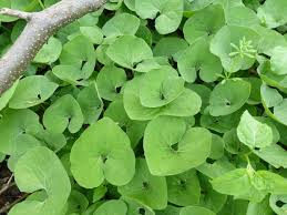 Canadian Wild Ginger : 1 Gallon