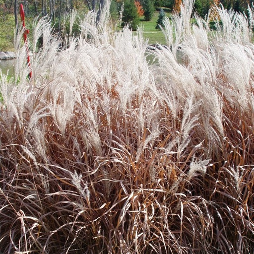 Purple Flame Maiden Grass : 2 Gallon
