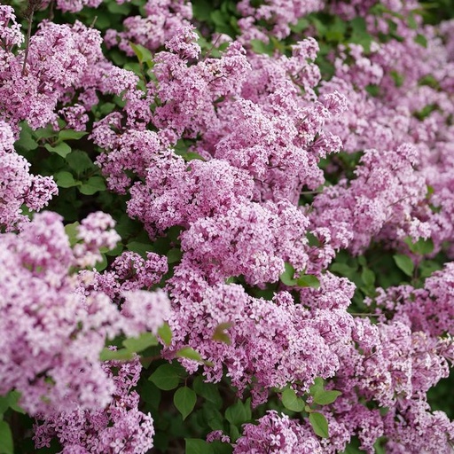 Bloomerang Purpink™ Lilac : 5 Gallon