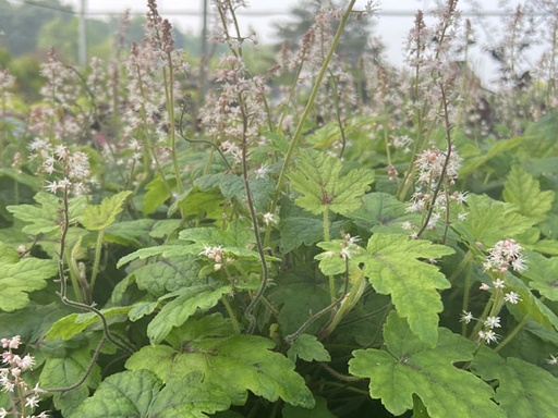 Elizabeth Oliver' Foamflower : 1 Gallon