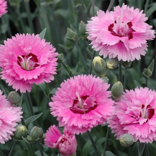 Pop Star Dianthus : 3 Gallon