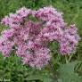 Spotted Joe Pye Weed Native : 1 Gallon