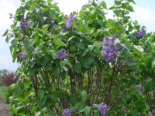President Lincoln Lilac : 5 Gallon