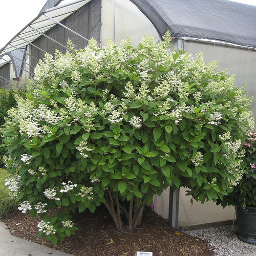 [Quick Fire Hydrangea : 5 Gallon] Quick Fire ® Hydrangea : 5 Gallon