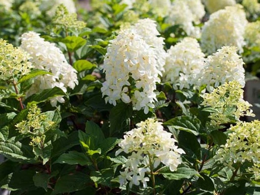 Quick Fire® Hydrangea : 5 Gallon