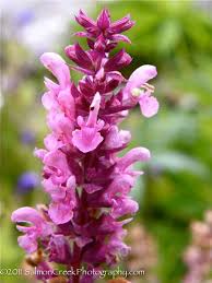 Rose Wine Sage : 1 Gallon