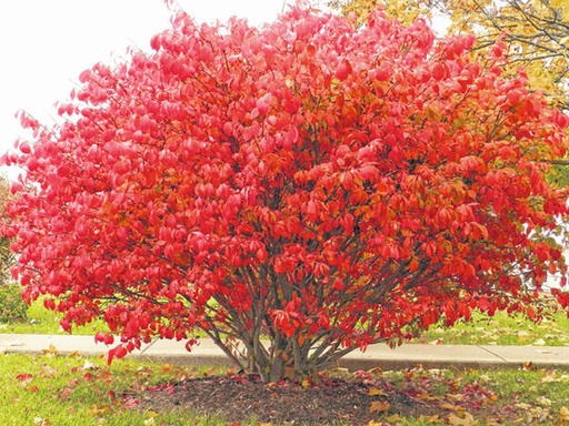 Rudy Haag Dwarf Burning Bush : 3 Gallon