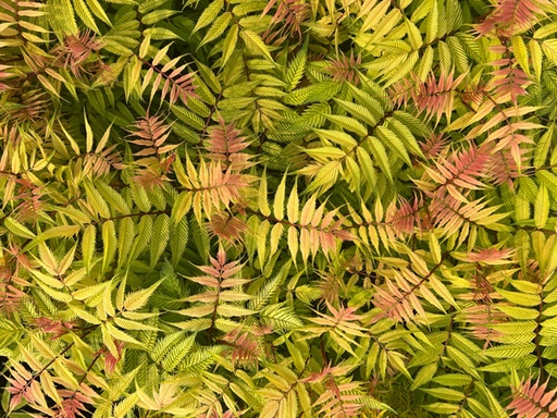 Sem Ash Leaf False Spirea : 3 Gallon