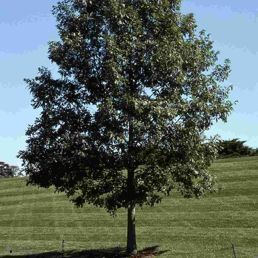 White Oak : 2 Inch