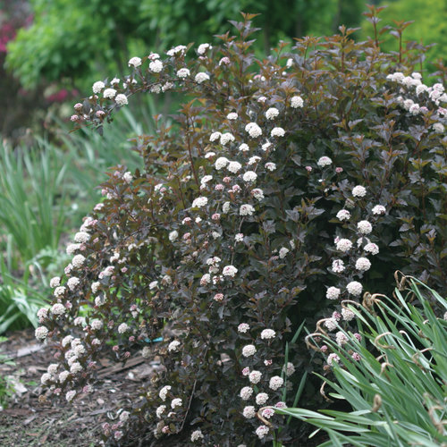 Summer Wine® Ninebark : 5 Gallon