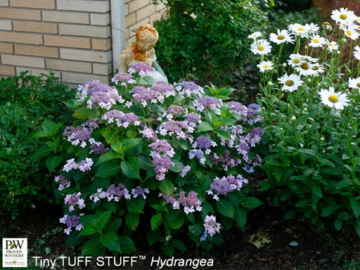 Tiny Tuff Stuff™ Hydrangea : 3 Gallon