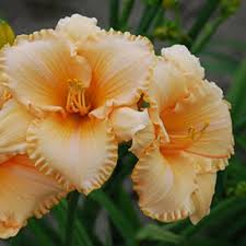 Unconditionally Peach Daylily : 1 Gallon