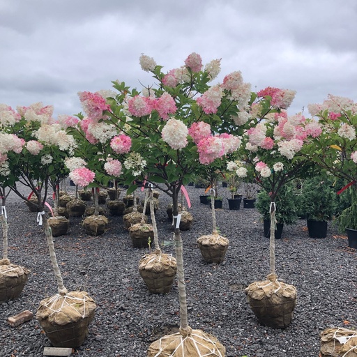 Vanilla Strawberry® Hydrangea on STD : 15 Gallon