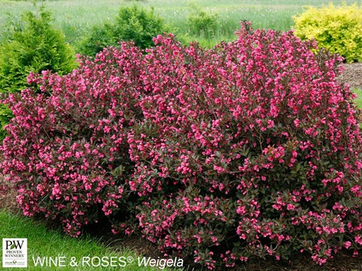 Wine & Roses® Weigela : 3 Gallon