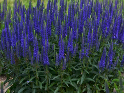 Wizard of Ahhs Speedwell : 1 Gallon