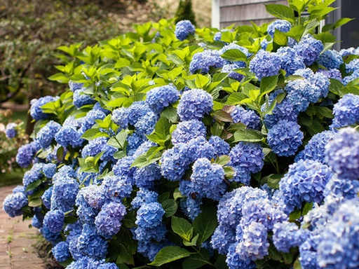 Endless Summer ® The Original Hydrangea : 3 Gallon