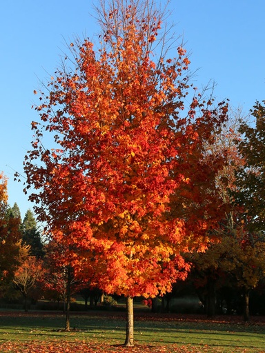 [Autumn Fest Sugar Maple: 3.5 Inch] Autumn Fest Sugar Maple ® : 3.5 Inch