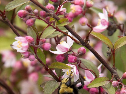 Nikko Blush Deutzia : 3 Gallon