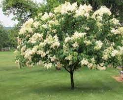 Ivory Silk Lilac MS : 9 Foot