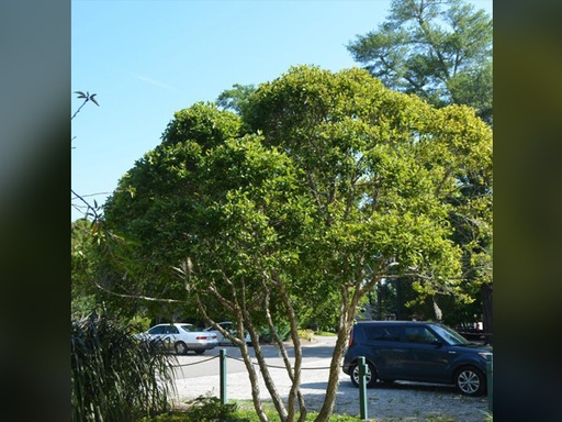 Fox Valley® River Birch MS : 3 Foot