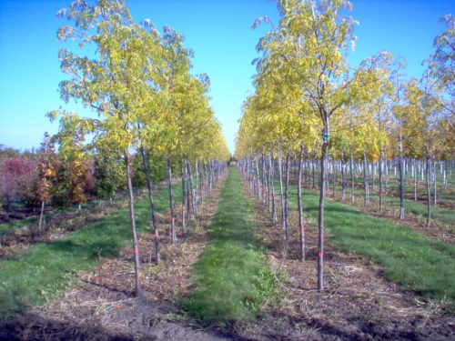 Skyline Honeylocust : 1.5 Inch
