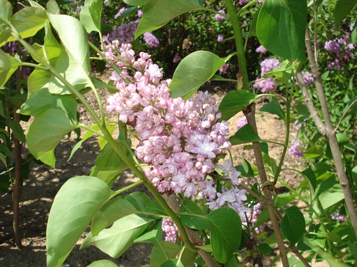 Sensation Lilac : 4 Foot