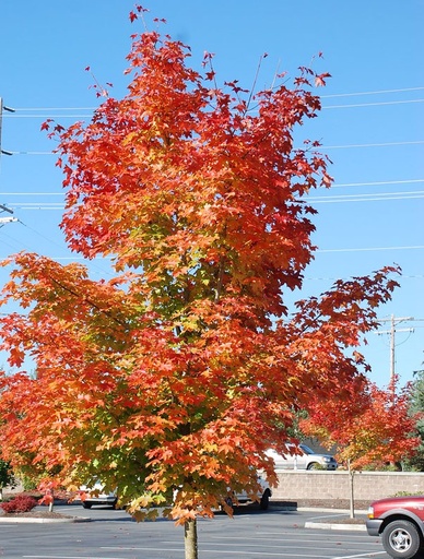 Pacific Sunset Maple : 1.5 Inch