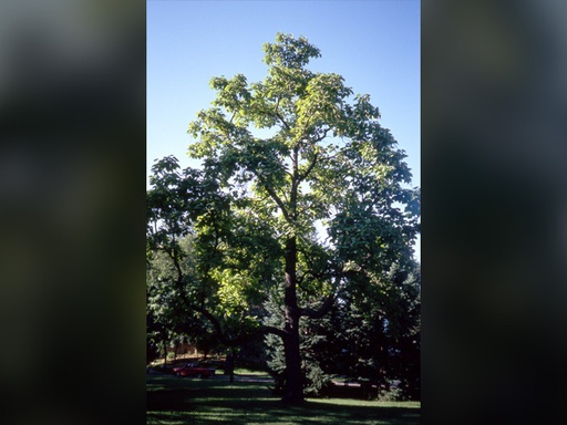 Northern Catalpa : 1.5 Inch