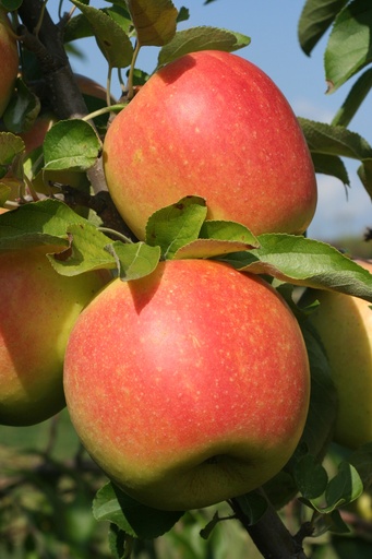 Honeycrisp Apple : 1.75 Inch