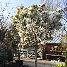 Lancelot Crabapple : 2.5 Inch