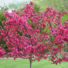 Prairie Fire Crabapple : 3.5 Inch