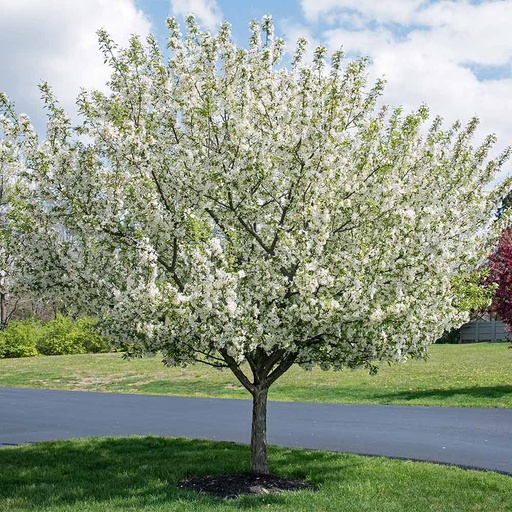 Sugar Tyme® Crabapple : 1.5 Inch