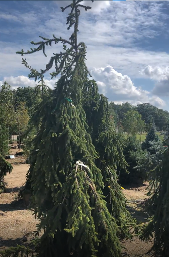 Weeping Black Hills Spruce : 9 Foot