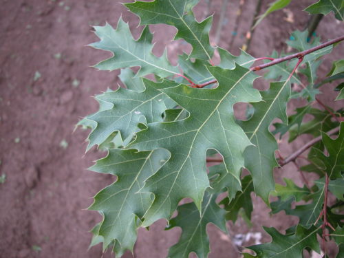 Northern Pin Oak : 1.5 Inch