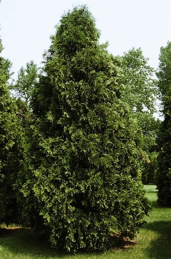 Dark Green Arborvitae : 11 Foot