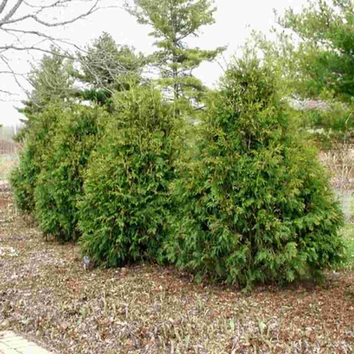 Techny Arborvitae : 11 Foot