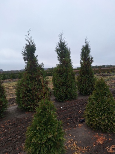 Wintergreen Arborvitae : 9 Foot