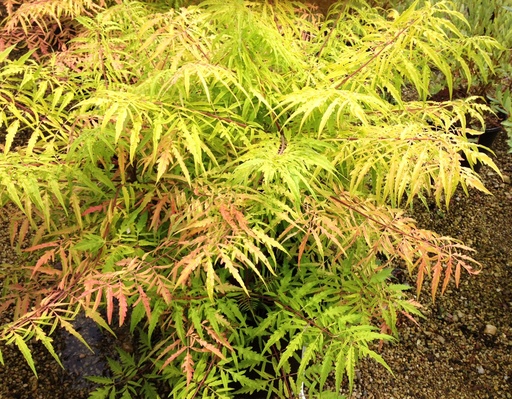 Tiger Eyes® Staghorn Sumac : 10 Gallon