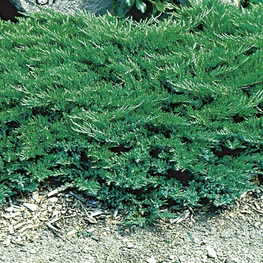 Broadmoor Juniper : 3 Gallon