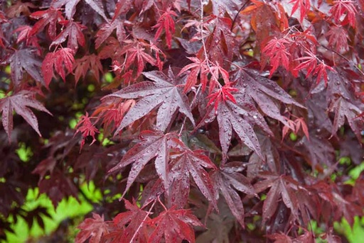Bloodgood Japanese Maple : 6 Foot