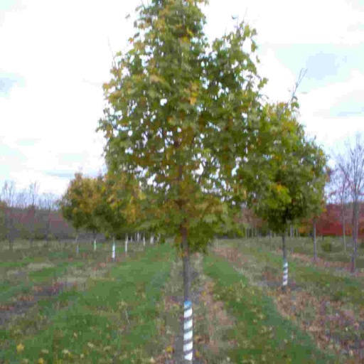 Superform Maple : 5 Inch