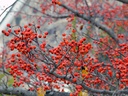 Winter King Hawthorn MS : 5 Foot
